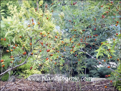 Lots of fruit (hips) on this plant.